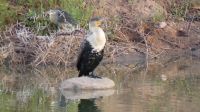 Namibia - Mount Etjo Safari Lodge -Weißbrustkormoran