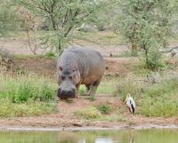 Namibia - Mount Etjo Safari Lodge