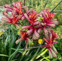 Anigozantos flavidus, Kängurublumen in den Gardens by the Bay, Flower Dome, Singapur