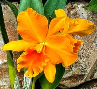 Orchideen im Nebelwald in Singapurs Gardens by the bay