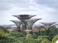 Blick auf die Supertrees an den Gardens by the bay, Singapur