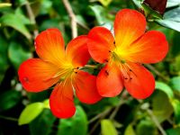 Rhododendron im Flower Dom