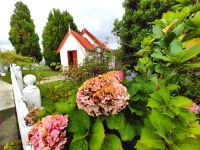 Kapelle mit Riesenhortensien in Matakoe