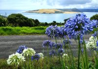Acapantus in der Nähe des Hokianga Harbour
