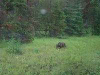 Grizzly Jasper Kanada