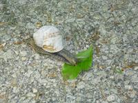 Weinbergschnecke im Park