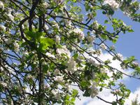 blühender Apfelbaum