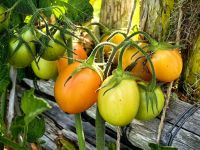 Tomaten im Januar, in Neuseeland normal, Paihia