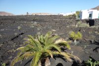 Lavafeld um die Fondation