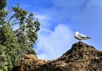 Möwe Jonathan, heute am Hot Water Beach