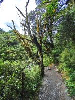 Urwaldweg im Tongarino Nationalpark