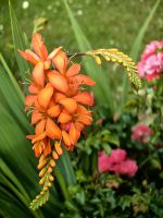 Montbretie in einem Vorgarten in Dunedin