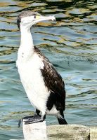 Kormoran in Dunedin