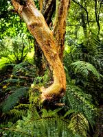 Bergregenwald bei Chasm Walk, Milford Sound Road