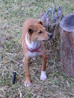 freche Hündin von Juan