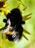 Dicke Hummel beim fleißigen Nektarsammeln