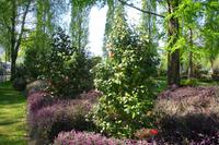 Kamelienpark in Locarno