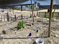 Sea Turtle Rescue Center, Acapulco 