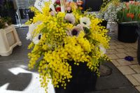 Tag 1 23.01.2024 Mimosen auf dem Blumenmarkt