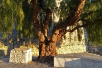 Tag 2 24.01.2024 Pfefferbaum im Abendlicht