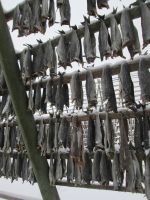 Stockfischgestelle auf Svinøya