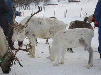 Rentiere bei Inga Sami Siida