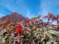 Wadi Al Disah (Rizinus-Baum)