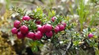 Feuerland Nationalpark, falsche Preiselbeere