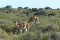Halbinsel Valdes, Guanakos