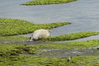 Halbinsel Valdes, Seeelephant