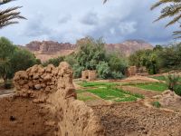 Al-Ula - Oase Daimumah