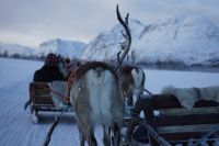 Rentierschlittenfahrt Richtung Lyngenalpen