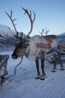 Rentier am Schlittengespann