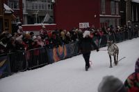 Präsentation Rentiere - Rentier-Rennen Tromsö - Samiwoche