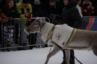 Präsentation Rentiere - Rentier-Rennen Tromsö - Samiwoche