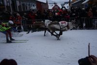 Rentier-Rennen Tromsö - Samiwoche