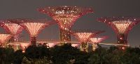 11 Illuminated Trees