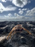 Kuba, Strandleben - Für das Foto posieren