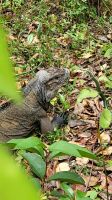 Kreuzfahrt Karibik - erste Begegnung mit einem Leguan