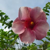 Kreuzfahrt Karibik - Allamanda im tropischen Garten in Jamaika