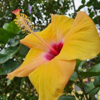 Kreuzfahrt Karibik - Hibiskus im tropischen Garten in Jamaika