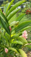 Kreuzfahrt Karibik - Rosa Ingwerblume im tropischen Garten in Jamaika