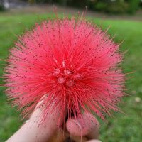 Kreuzfahrt Karibik - Blumenpracht in Jamaika (Calliandra)