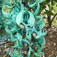 Kreuzfahrt Karibik - Blumenpracht in Jamaika (Jade-Wein)