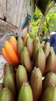 Kreuzfahrt Karibik - Schwarze Bananen in Jamaika