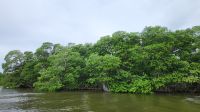 Kreuzfahrt Karibik - Bootsfahrt auf dem Belize River