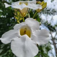 Kreuzfahrt Karibik - Besuch des Belize Zoo, Belize
