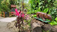 Kreuzfahrt Karibik - Besuch des Belize Zoo, Belize