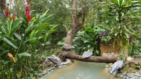 Kreuzfahrt Karibik - Braunpelikane im Belize Zoo, Belize