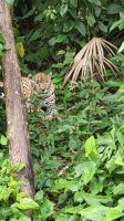 Kreuzfahrt Karibik - Jaguar im Belize Zoo, Belize